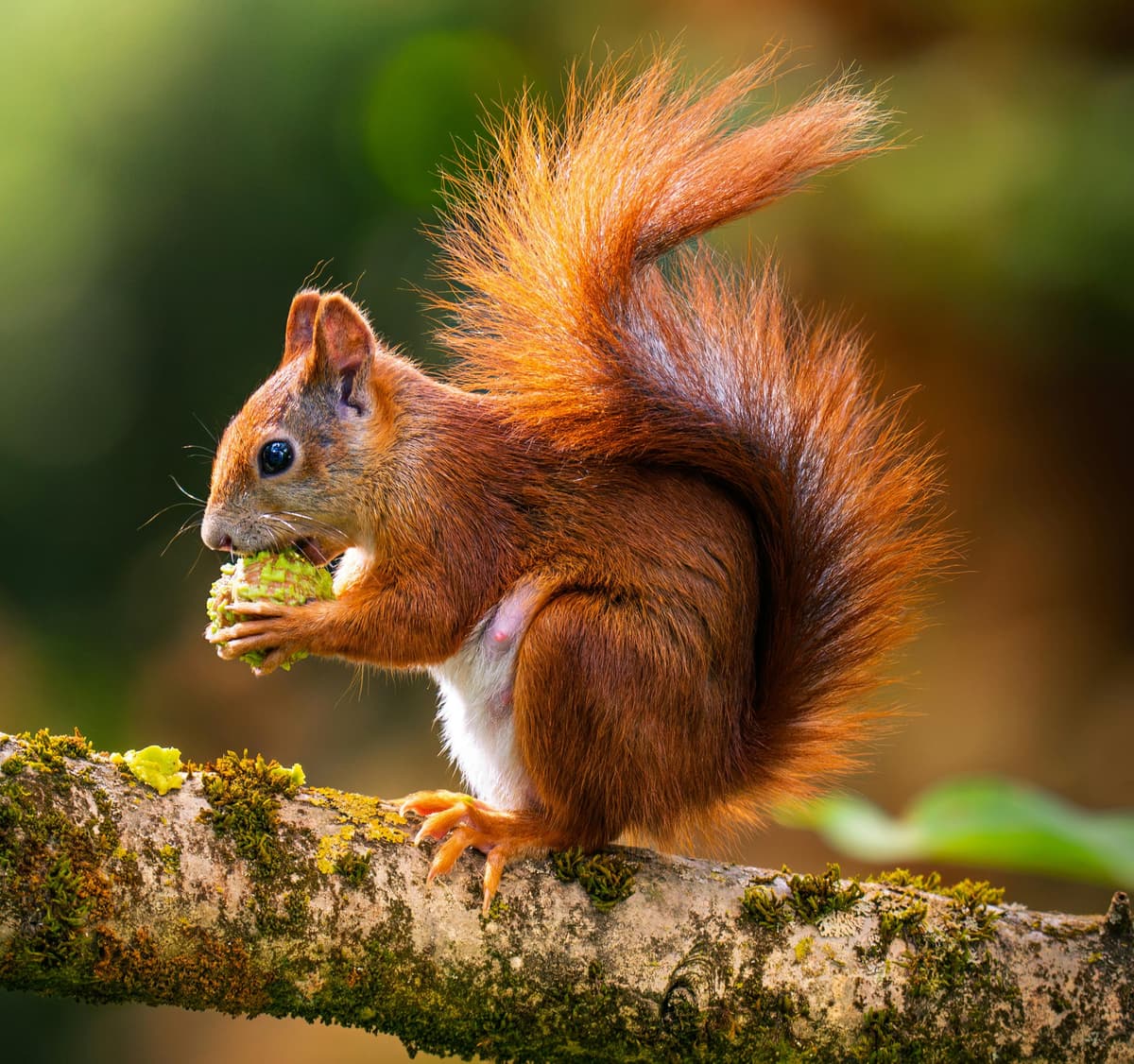 Protection de la biodiversité animale