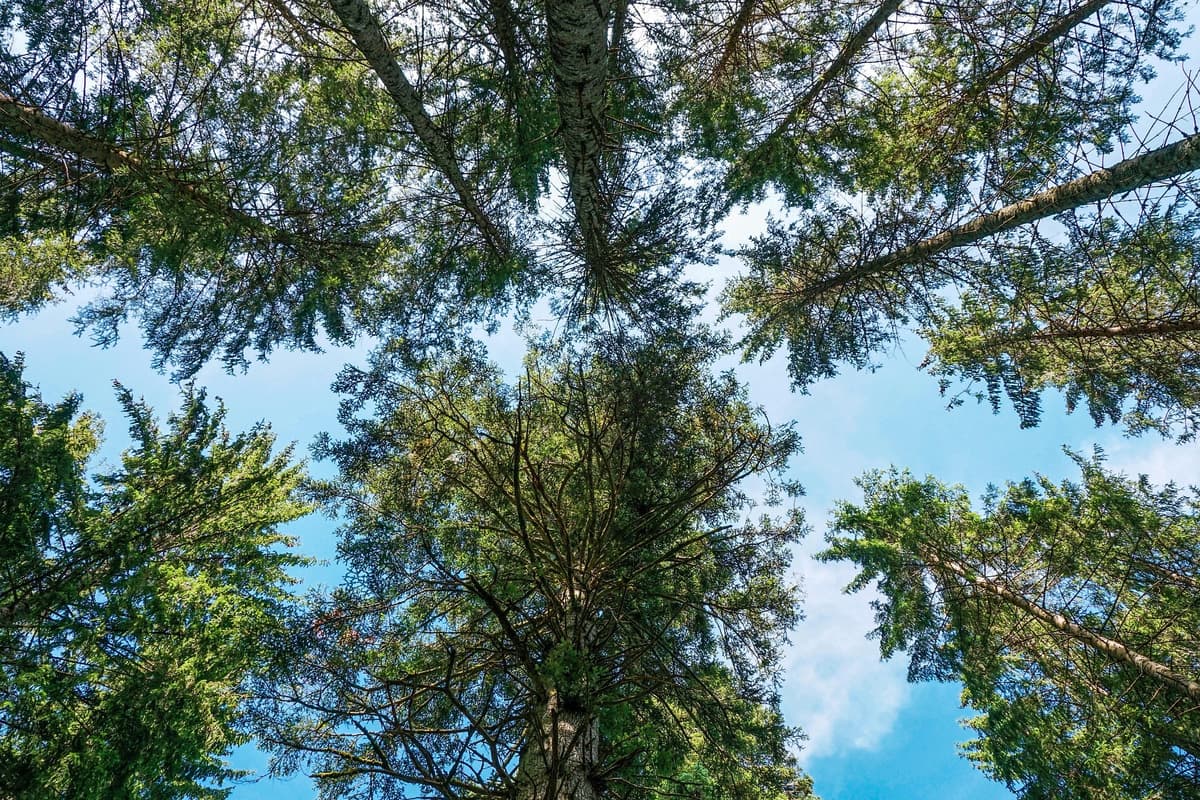 Préservation de la forêt et des écosystèmes